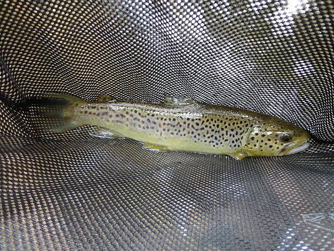 DSC00213001.jpg - Clarks trout 3