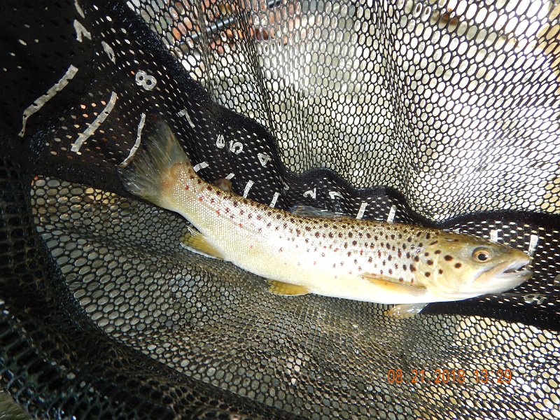 $Clarks Creek-003$.jpg - Got this brown.  He was hugging the bottom next to the bank. 