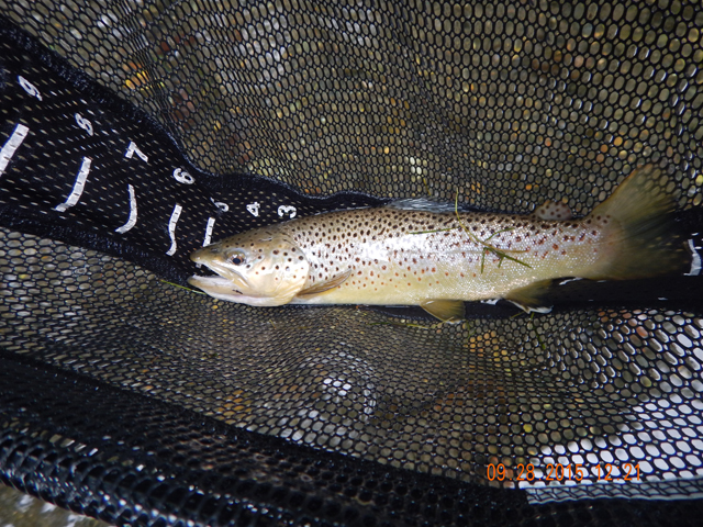 DSCN0642.jpg -                                And another nice brown.