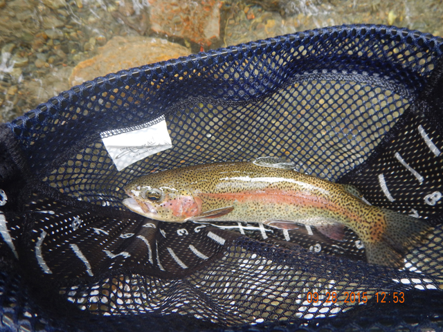 DSCN0645.jpg -                                Then Gary got another rainbow.  In between the fish we caught, there were those that go off or hit the fly and didn't get hooked.