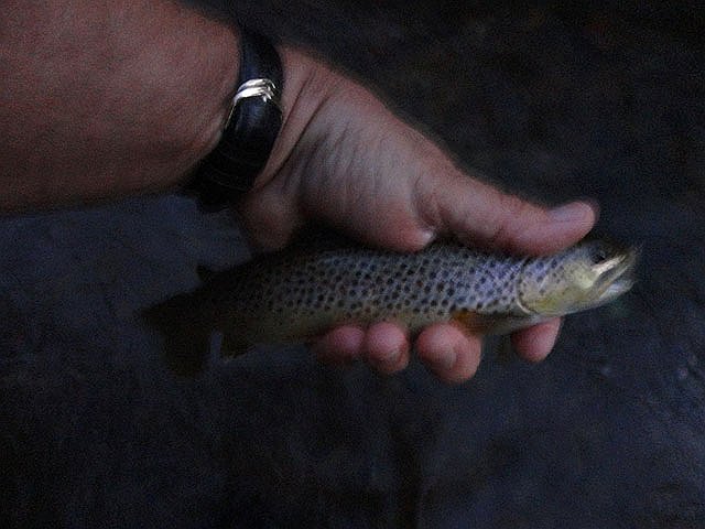 DSC01176.jpg - I fished till about sunset...this was the last one as the light faded.                               