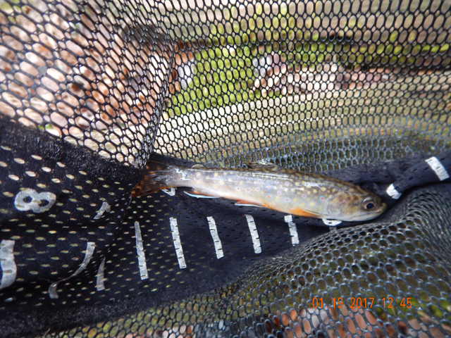 DSCN1826.jpg -                                And, again another thin one.  Maybe the food supply in this stream is in trouble.