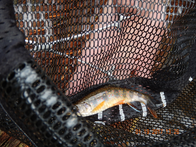 DSCN1831.jpg -                                He did get a nice one.  Fish could be caught but they weren't jumping on the hook.