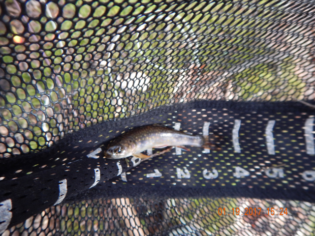 DSCN1833.jpg -                            Looks like I hit the nursery on this one.  Small but certainly welcome on a day when the fish were sluggish.    