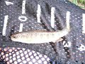 DSCF0350