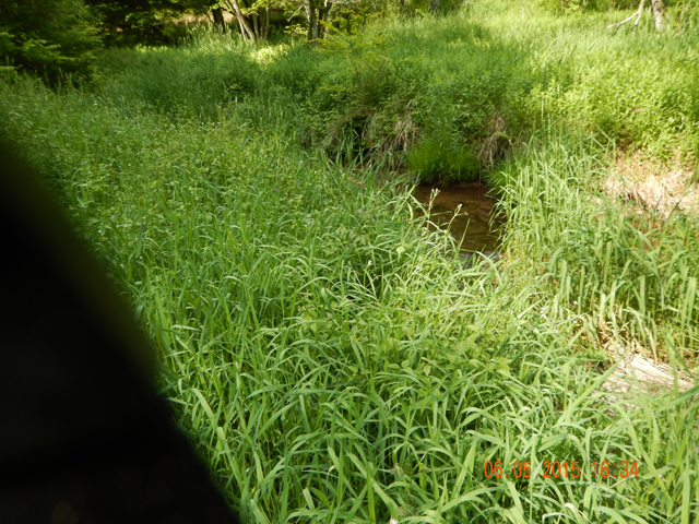 DSCN0408.jpg -                                Saw a fawn in the grass.  It might have moved before I got the pic.