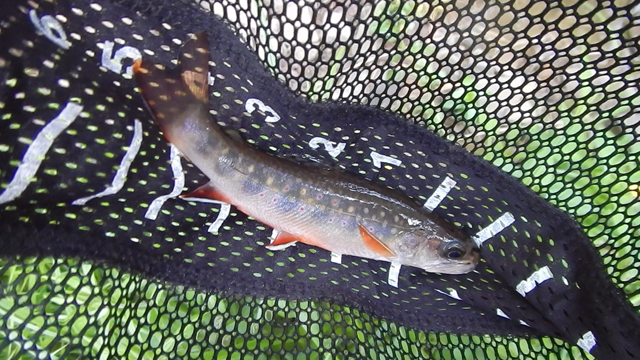 DSCN0412.jpg -                                Fish from Windfall Creek