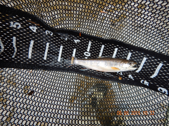 DSCN0420.jpg -                                Another Cross Fork Brookie