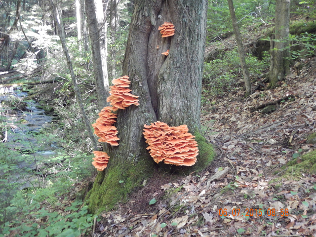 DSCN0428.jpg -                                