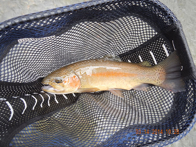 DSCN0416.jpg -                                First of the Hat Trick.  A healthy rainbow.