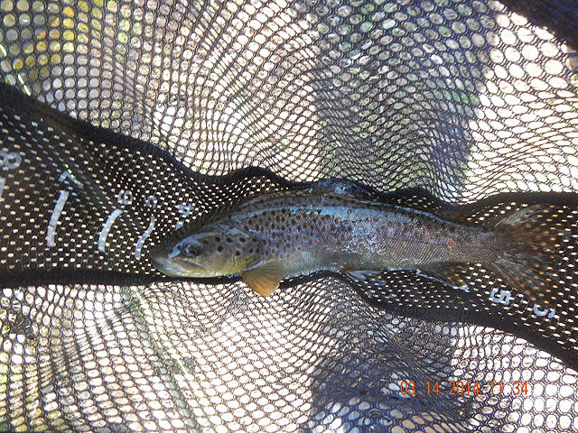 DSCN0421.jpg -                                My second, a dark brown trout.