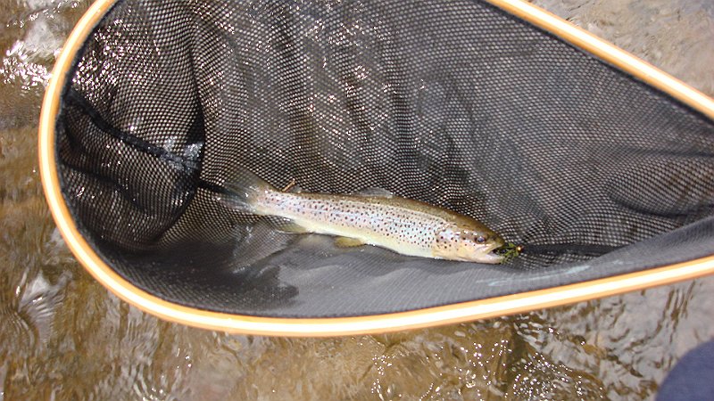 3-26-10d.JPG