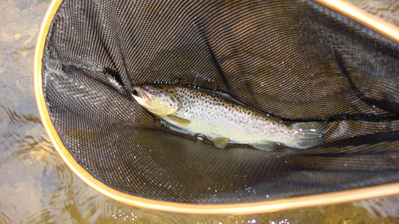 3-26-10e.JPG