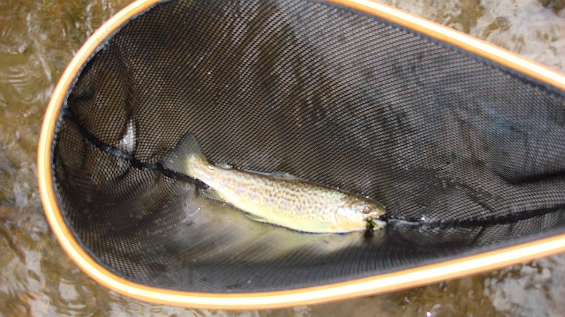 3-28-10c.JPG