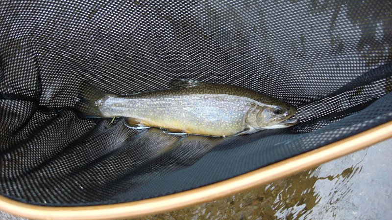 Trout3.JPG