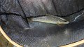 Trout2