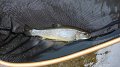 Trout3