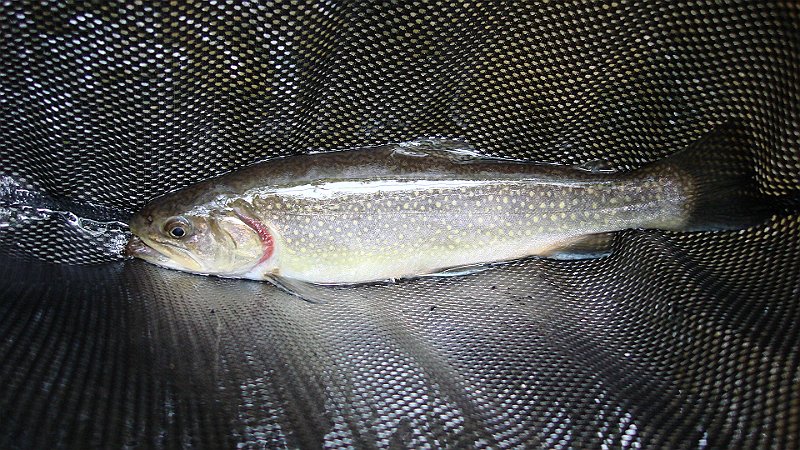 DSC02745.JPG