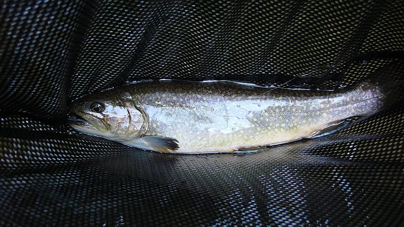 DSC02746.JPG
