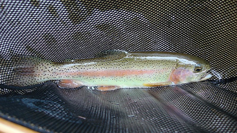 DSC02752.JPG