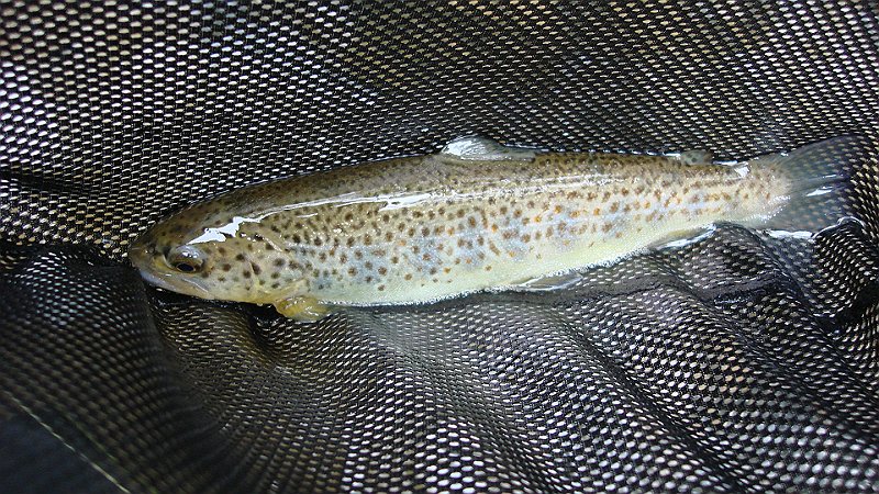 DSC02701.JPG
