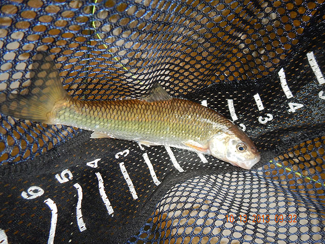 DSCN0155.jpg -                                Trout imposter. 