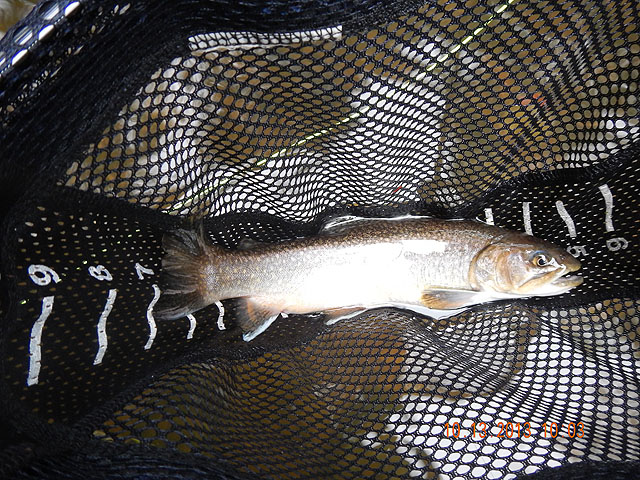DSCN0160.jpg -                                Then, finally, a trout!