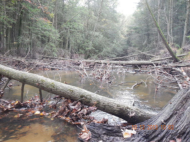 DSCN0162.jpg -                                Maybe the winter high water...if we get it, will wash some of this trash away.