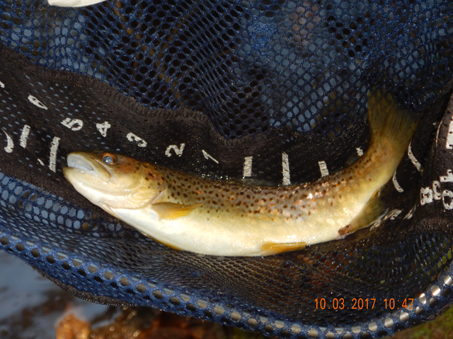 DSCN2696.jpg - Another stocker that Gary got.                               
