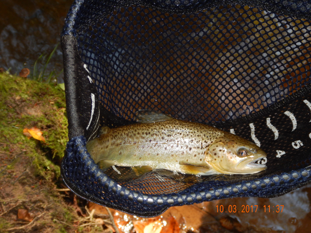 DSCN2701.jpg -                                Gary went sub surface and continued to get a few.
