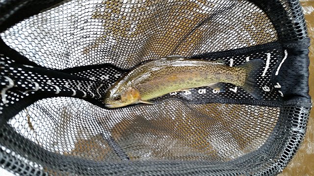 20161101_131004.jpg - I,on the other hand, lost a big one but had to be satisfied with rainbows.