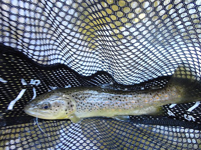 DSC01362.jpg -                                Stocked browns were hitting.