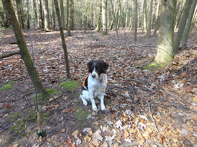 DSC01371.jpg -                                Remy keeping an eye on the action.