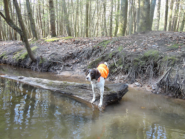 DSC01375.jpg -                                Silly dog is gonna fall in.