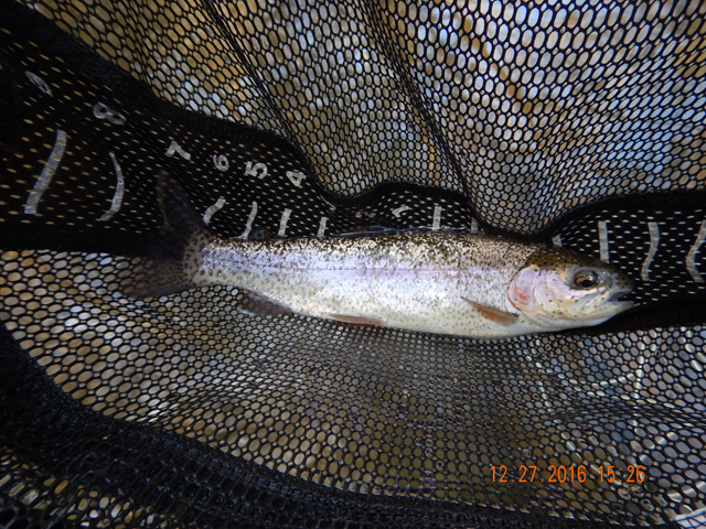 DSCN1815.jpg -                                Another rainbow.  These guys were aggressive, if you used the right fly at the right depth.