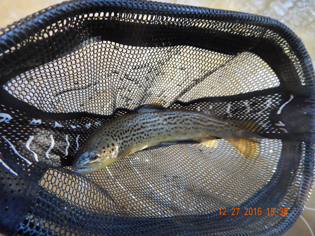 DSCN1820.jpg -                                And, he did bring it to the net. Looked like an honest 15 inch fish.
