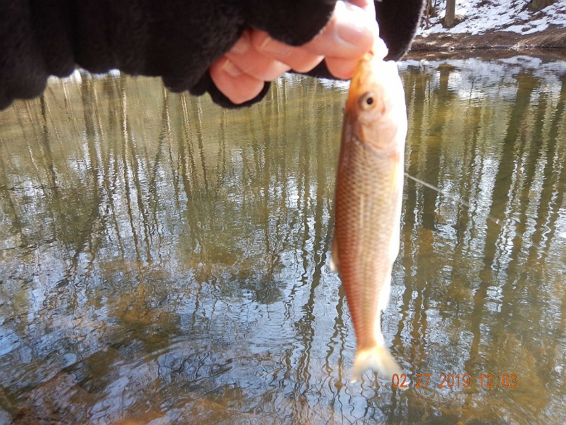 $Clarks19a001$.jpg - No, it's not a trout but the World Masters Fly Fishing Championships say any species 200 mm or larger is counted.....so there!  Point is, I wasn't skunked.