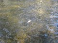 DSC00524