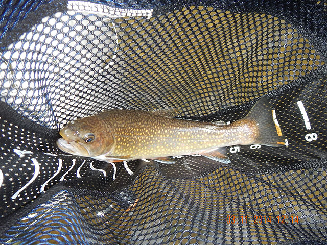 DSCN0409.jpg -                                Then I got this Brookie.  In between I missed another and had a second follow.