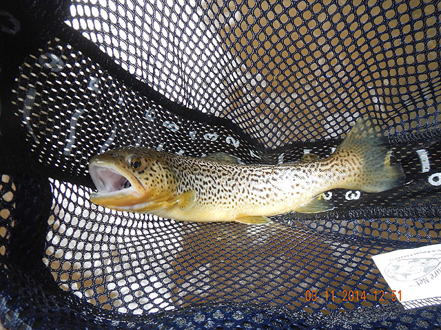 DSCN0414.jpg -                                Then Gary got this nice brown.