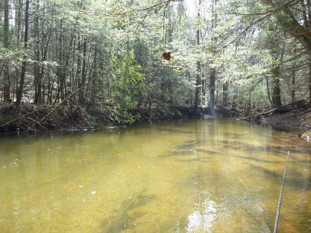 P1000623.JPG - Clump in tree is water debris.  Water was pretty high!