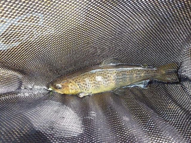 P1000625.JPG - All were stocked trout.