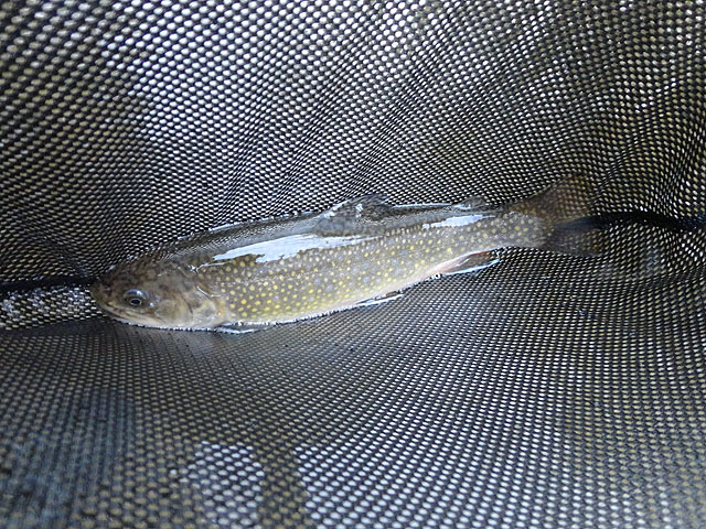 DSC00566.jpg - Trout1                               