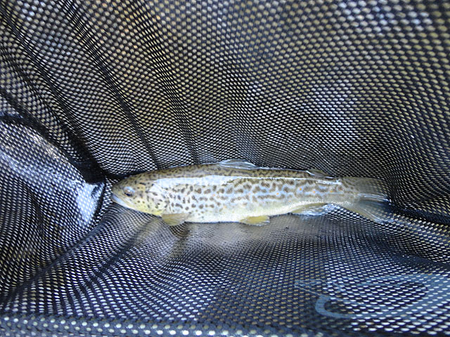 DSC00571.jpg - Trout 3                               