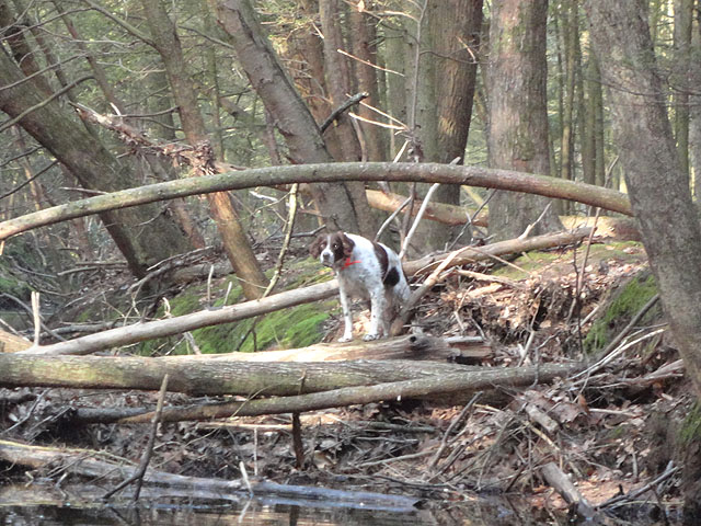 DSC00573.jpg - Just checking to see if it's OK to walk out.                               