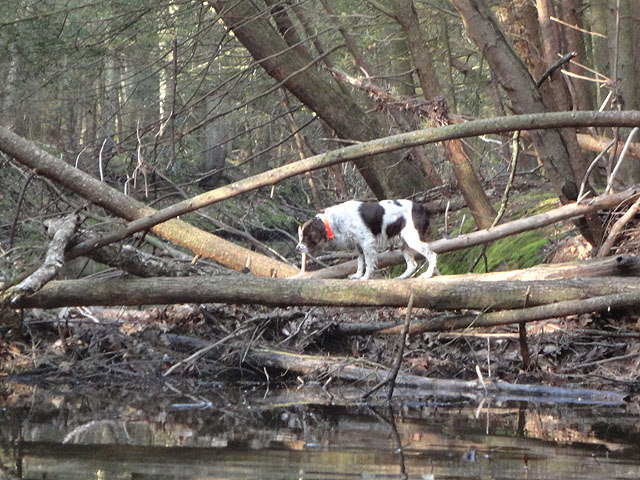DSC00574.jpg - I think he's looking for trout!                               