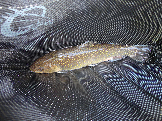 DSC00577.jpg -                         Trout 5       