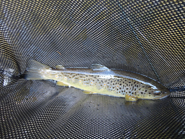 DSC00581.jpg - Trout 7                               