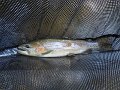 DSC00578