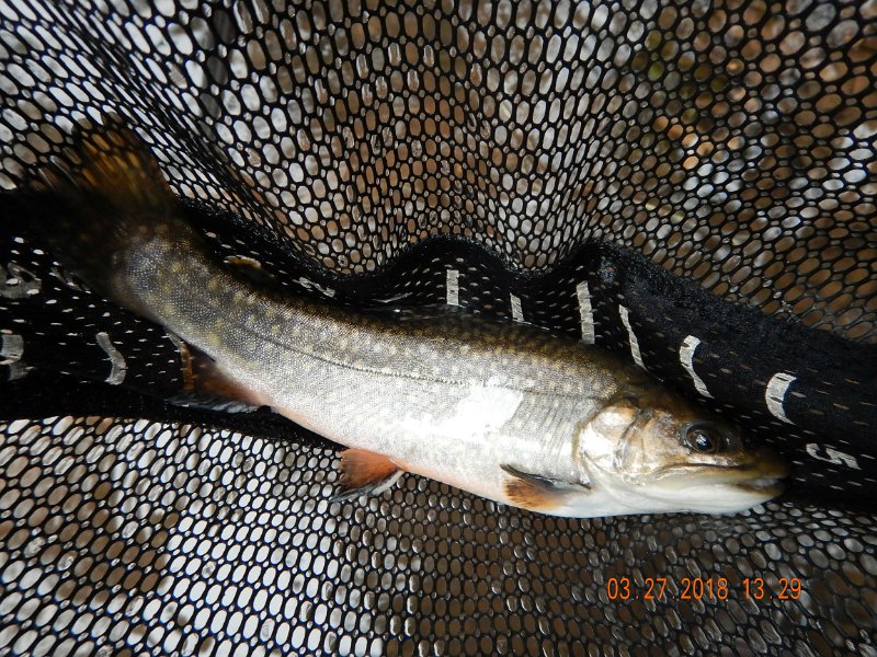 DSCN3003.jpg - All we caught were brookies...but who's complaining.  Certainly not us.